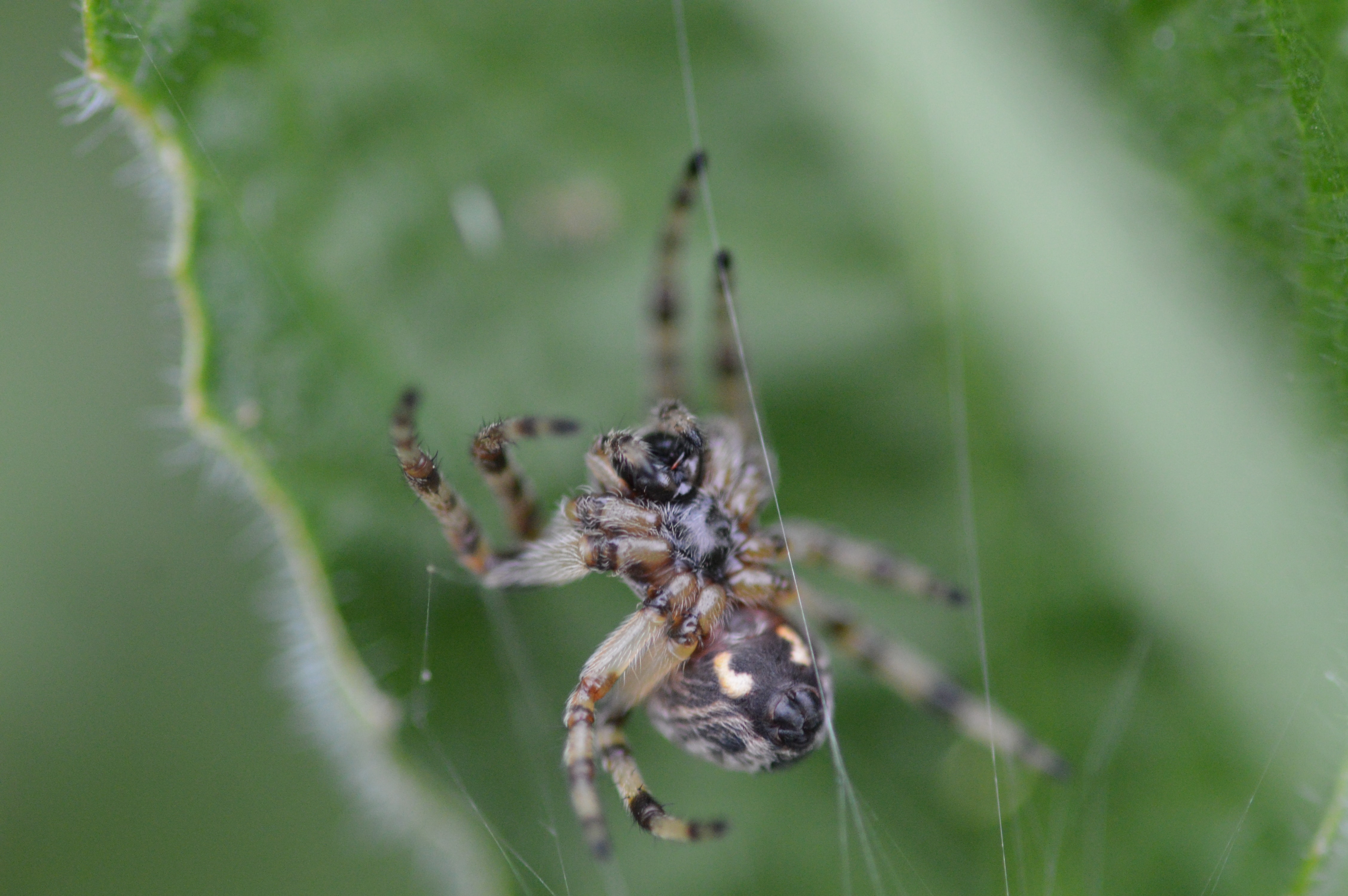 Picture of Larinioides spp. (Furrow Spiders) - Ventral