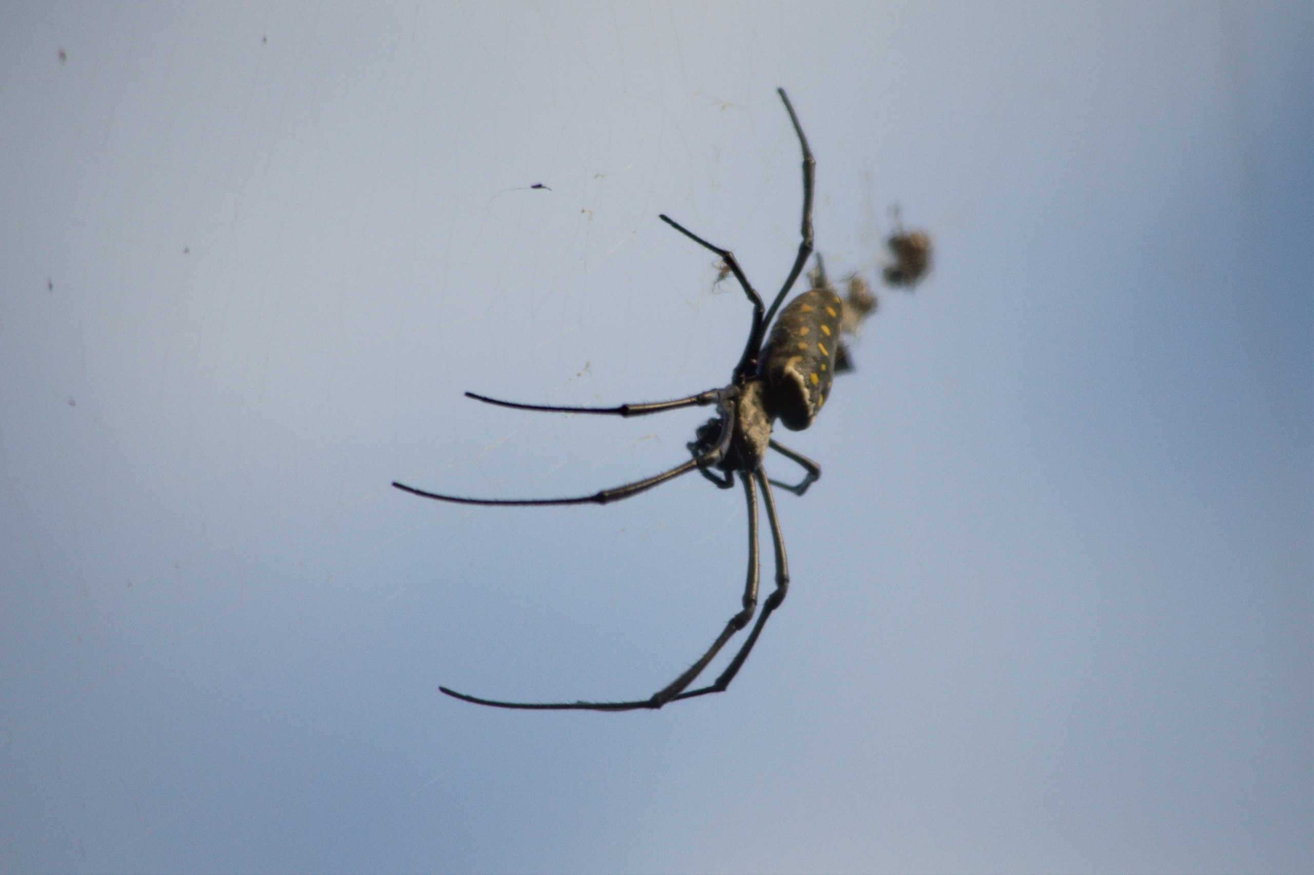 Picture of Trichonephila antipodiana (Batik Golden Web Spider) - Lateral