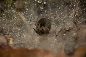 Picture of Hippasa holmerae (Lawn Wolf Spider) - Eyes,Webs,In Retreat