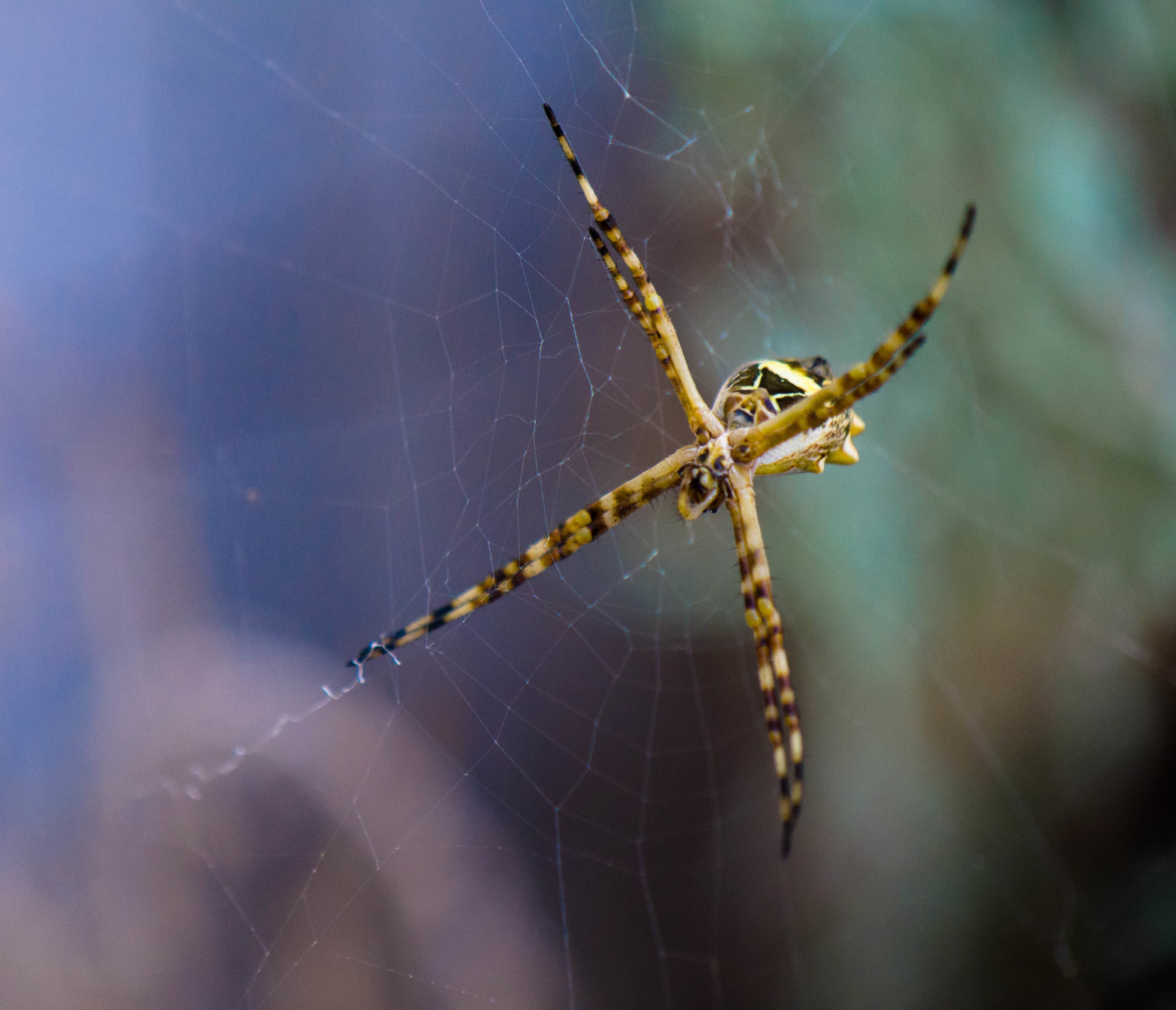 Picture of Argiope argentata (Silver Garden Spider) - Female - Ventral,Webs