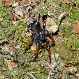 Featured spider picture of Damarchus workmani