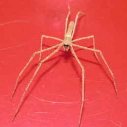Featured spider picture of Deinopis spinosa