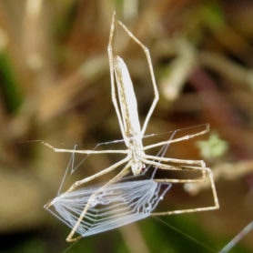 Picture of Deinopis spinosa - Ventral,Webs