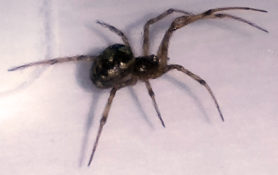 Picture of Steatoda triangulosa (Triangulate Cobweb Spider) - Lateral