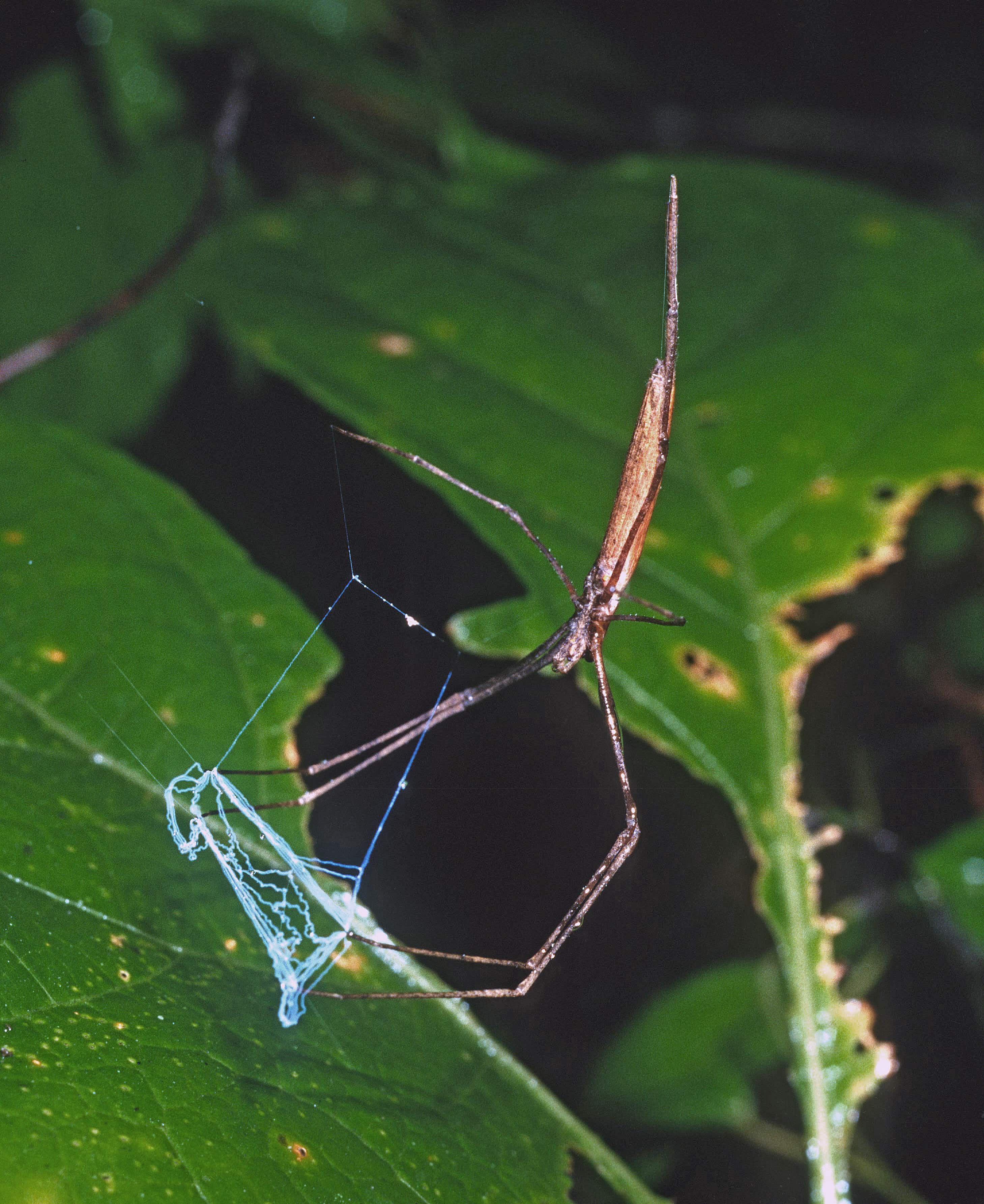Picture of Deinopis - Female - Ventral,Webs