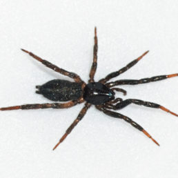 Featured spider picture of Drassyllus depressus