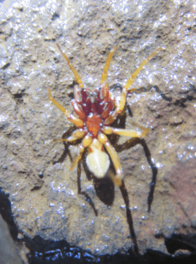 Picture of Dysdera chioensis - Female - Ventral