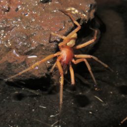 Featured spider picture of Dysdera labradaensis