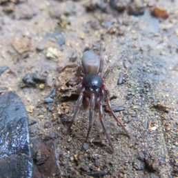 Featured spider picture of Dysdera verneaui