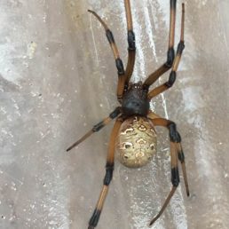 Featured spider picture of Latrodectus geometricus (Brown Widow Spider)