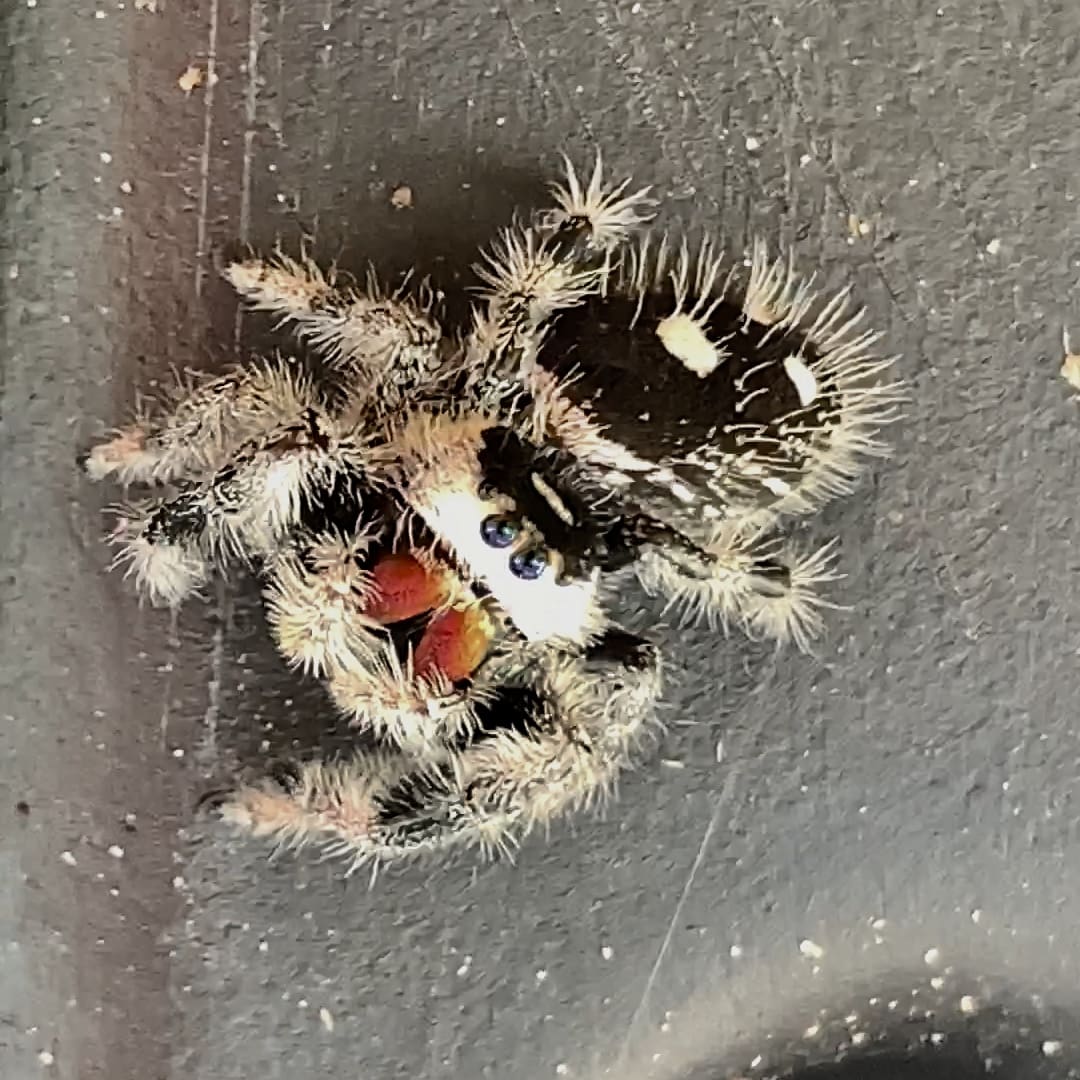 Picture of Phidippus regius (Regal Jumping Spider) - Dorsal,Eyes