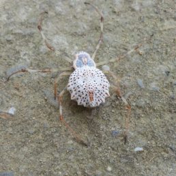 Featured spider picture of Herennia multipuncta (Ornamental Tree Trunk Spider, )