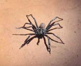 Picture of Bothriocyrtum californicum (California Trapdoor Spider) - Male - Dorsal