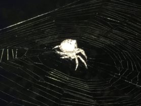 Picture of Araneus andrewsi - Lateral,Webs