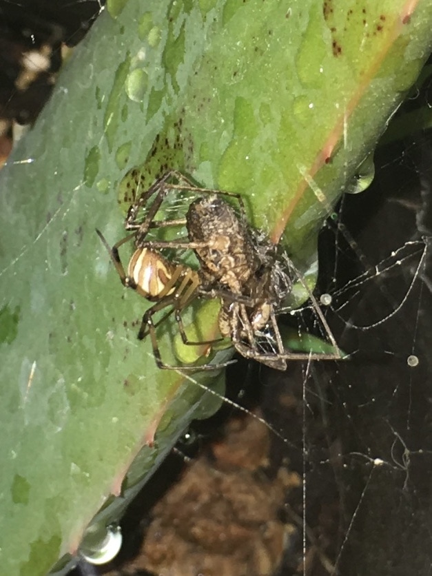 Picture of Latrodectus geometricus (Brown Widow Spider) - Lateral,Prey
