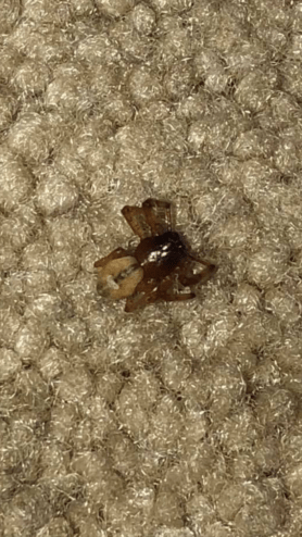 Picture of Trachelidae (Ground Sac Spiders) - Dorsal