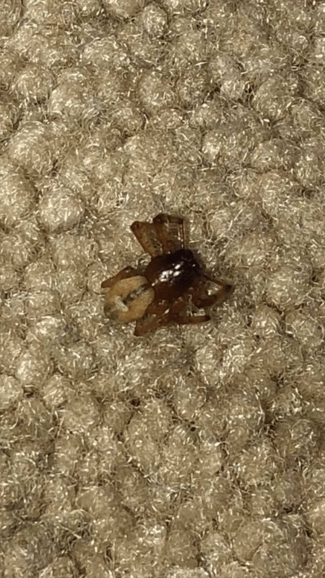 Picture of Trachelidae (Ground Sac Spiders) - Dorsal