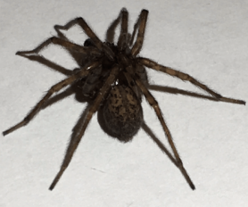 Picture of Coras spp. (Funnel Web Spiders) - Dorsal