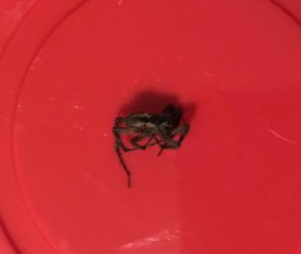 Picture of Schizocosa spp. (Lanceolate Wolf Spiders) - Lateral