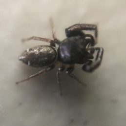 Featured spider picture of Sassacus vitis