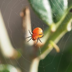 Picture of Hypsosinga rubens - Female - Ventral,Webs