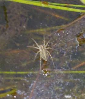 Picture of Lycosidae (Wolf Spiders)