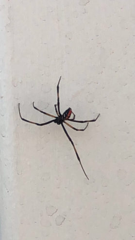 Picture of Latrodectus spp. (Widow Spiders) - Male