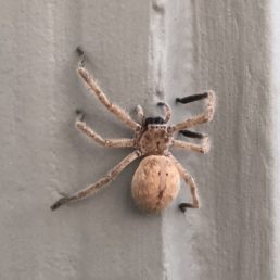 Featured spider picture of Olios giganteus (Giant Crab Spider)