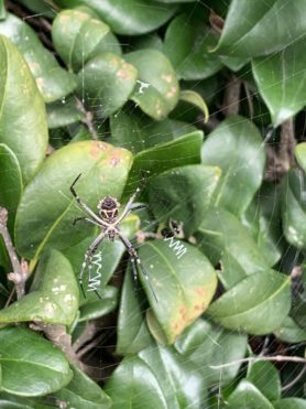 Picture of Argiope argentata (Silver Garden Spider) - Ventral,Webs