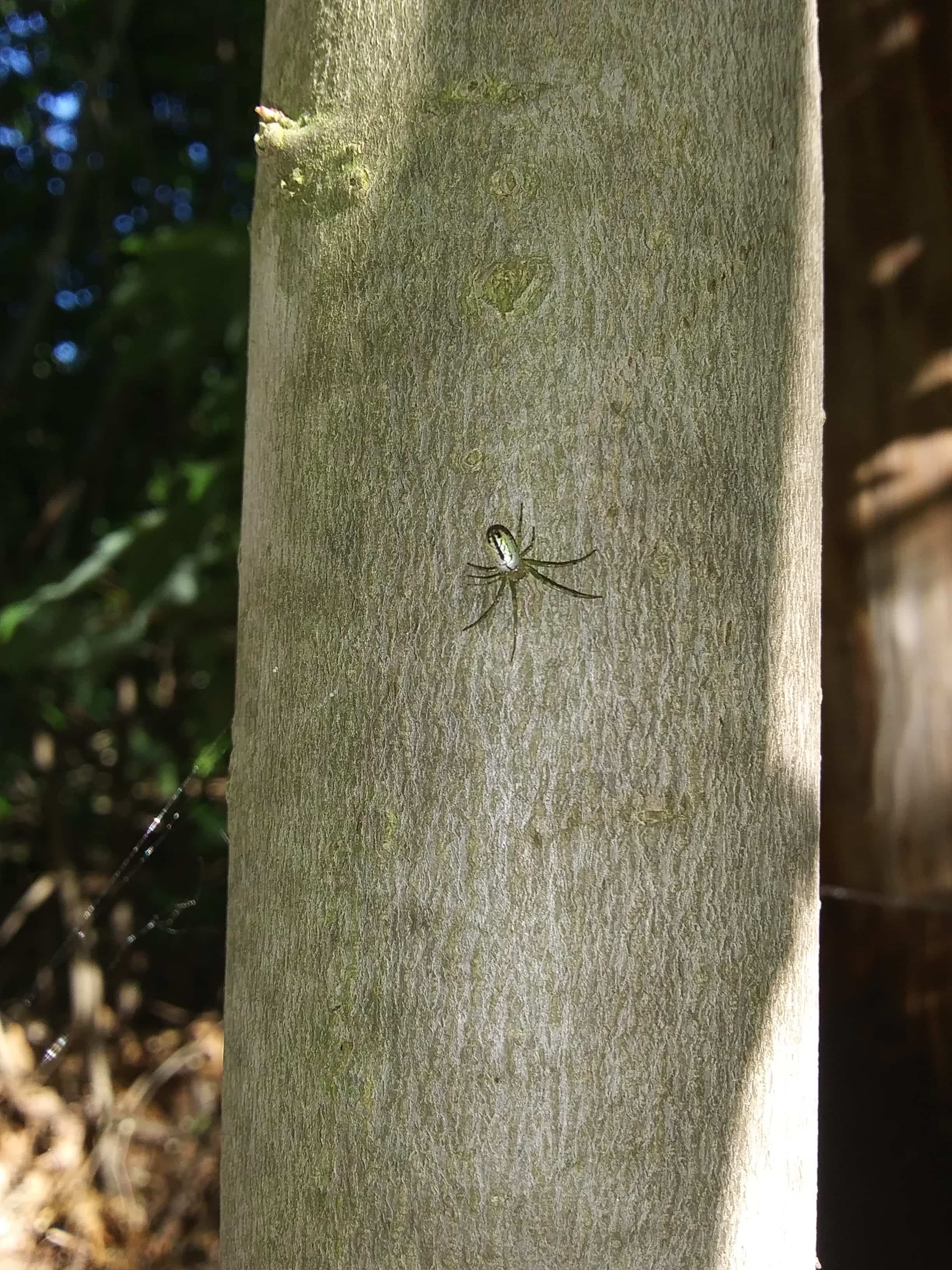 Picture of Leucauge venusta (Orchard Orb-weaver) - Dorsal