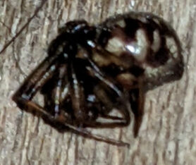 Picture of Steatoda triangulosa (Triangulate Cobweb Spider) - In Retreat