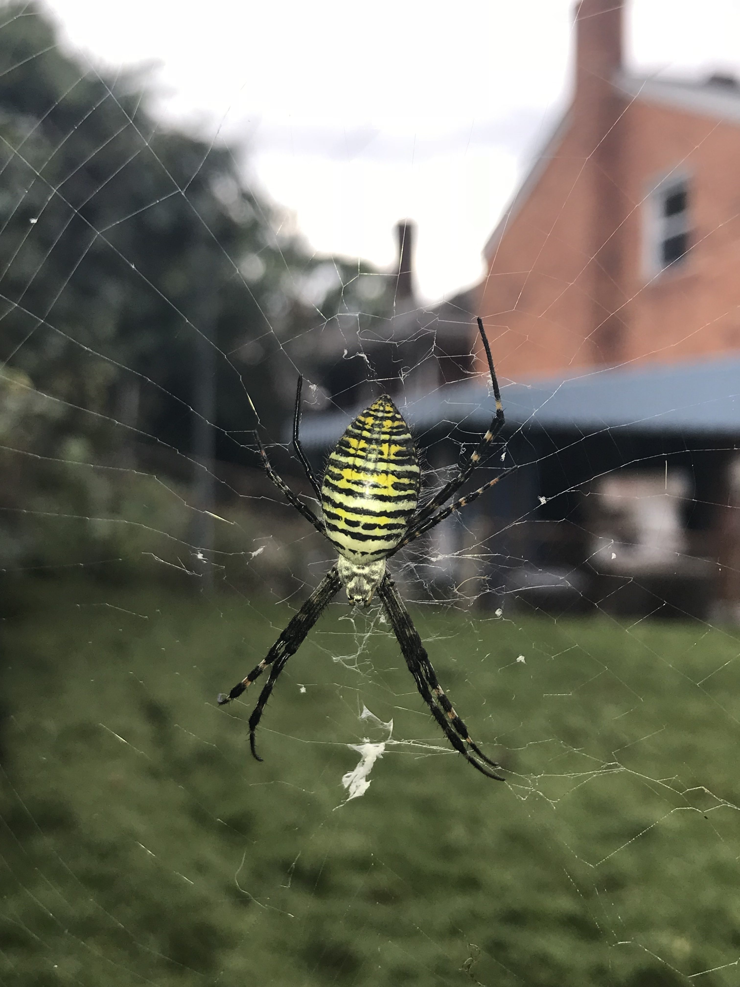 Picture of Argiope trifasciata (Banded Garden Spider) - Dorsal,Webs