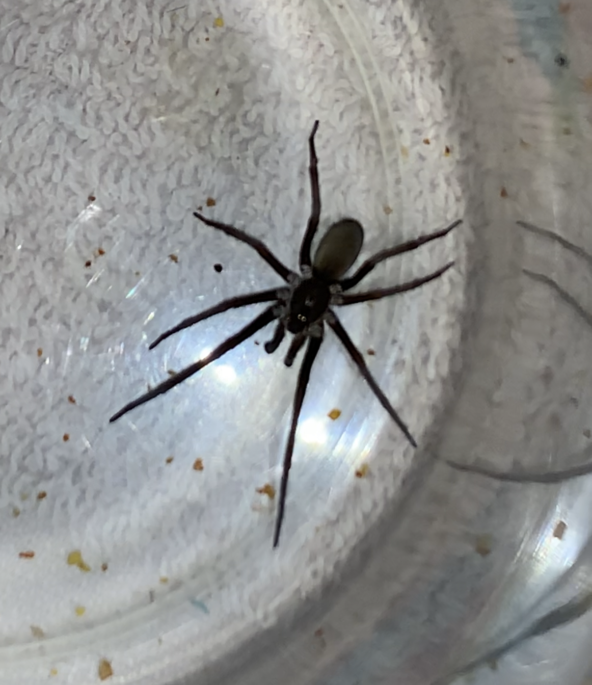 Picture of Kukulcania hibernalis (Southern House Spider) - Dorsal