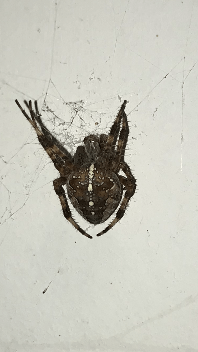 Picture of Araneus diadematus (Cross Orb-weaver) - Dorsal
