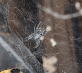 Picture of Cyrtophora citricola (Tropical Tent-web Spider) - Dorsal,Webs