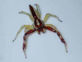 Picture of Epocilla spp. (Orange Jumping Spiders) - Male - Dorsal