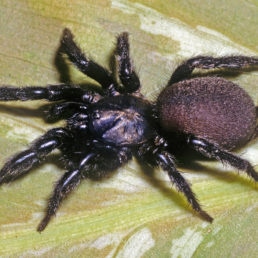 Featured spider picture of Euagrus gertschi