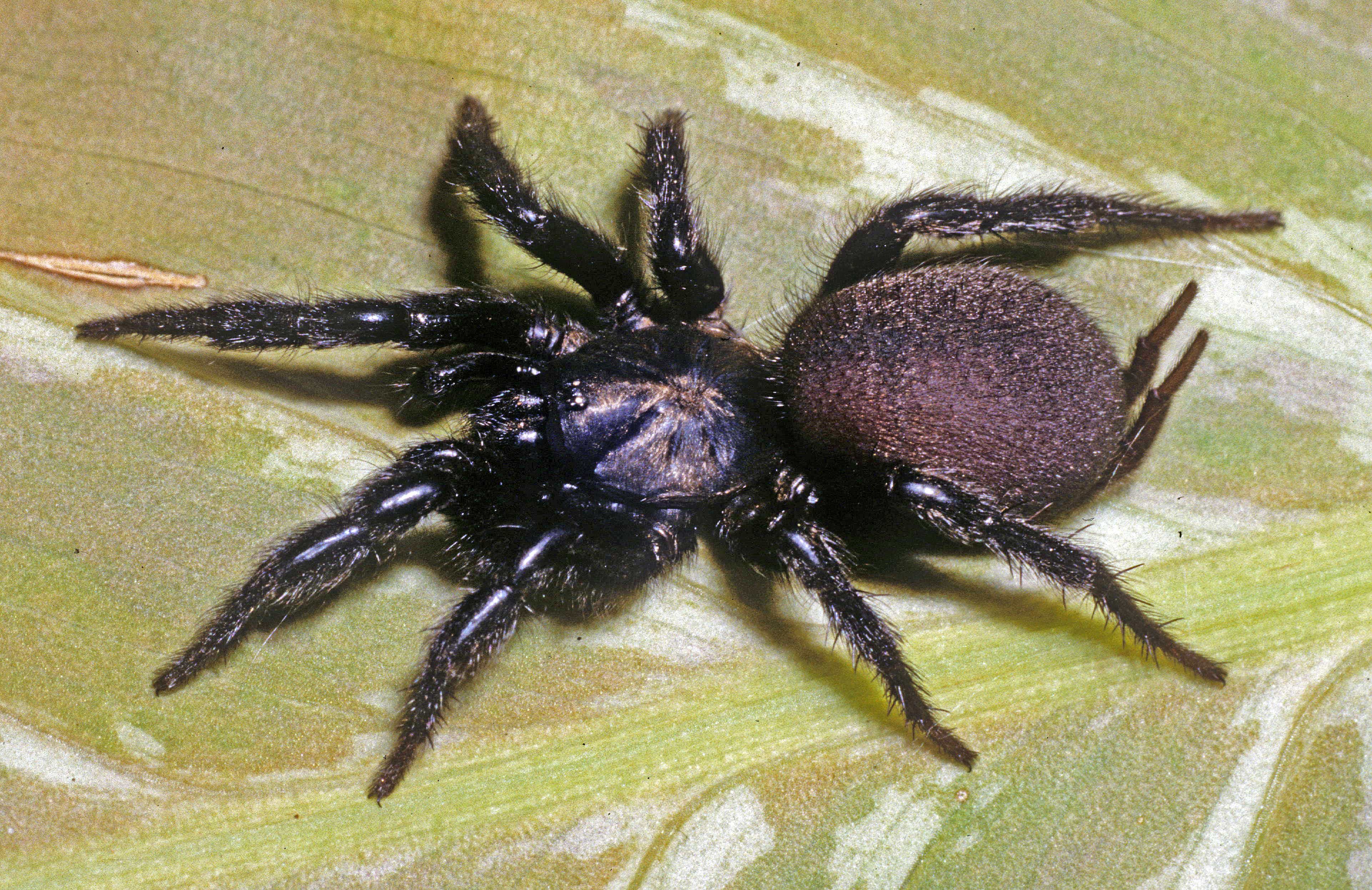 Picture of Euagrus gertschi - Female - Dorsal