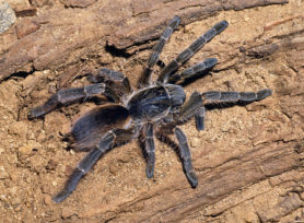 Picture of Eucratoscelus constrictus (African Red-rump Baboon Spider) - Female - Dorsal