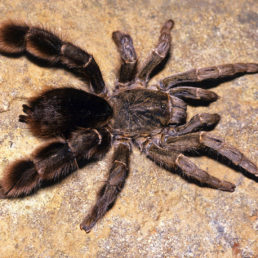 Featured spider picture of Eucratoscelus pachypus (Stout-leg Baboon)