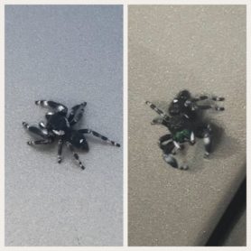 Picture of Phidippus audax (Bold Jumper) - Male - Dorsal