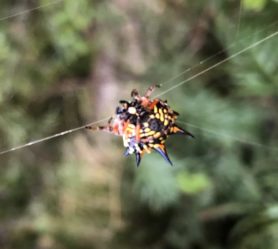 Picture of Austracantha minax (Jewel Spider) - Ventral