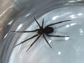 Picture of Steatoda grossa (False Black Widow) - Female - Dorsal