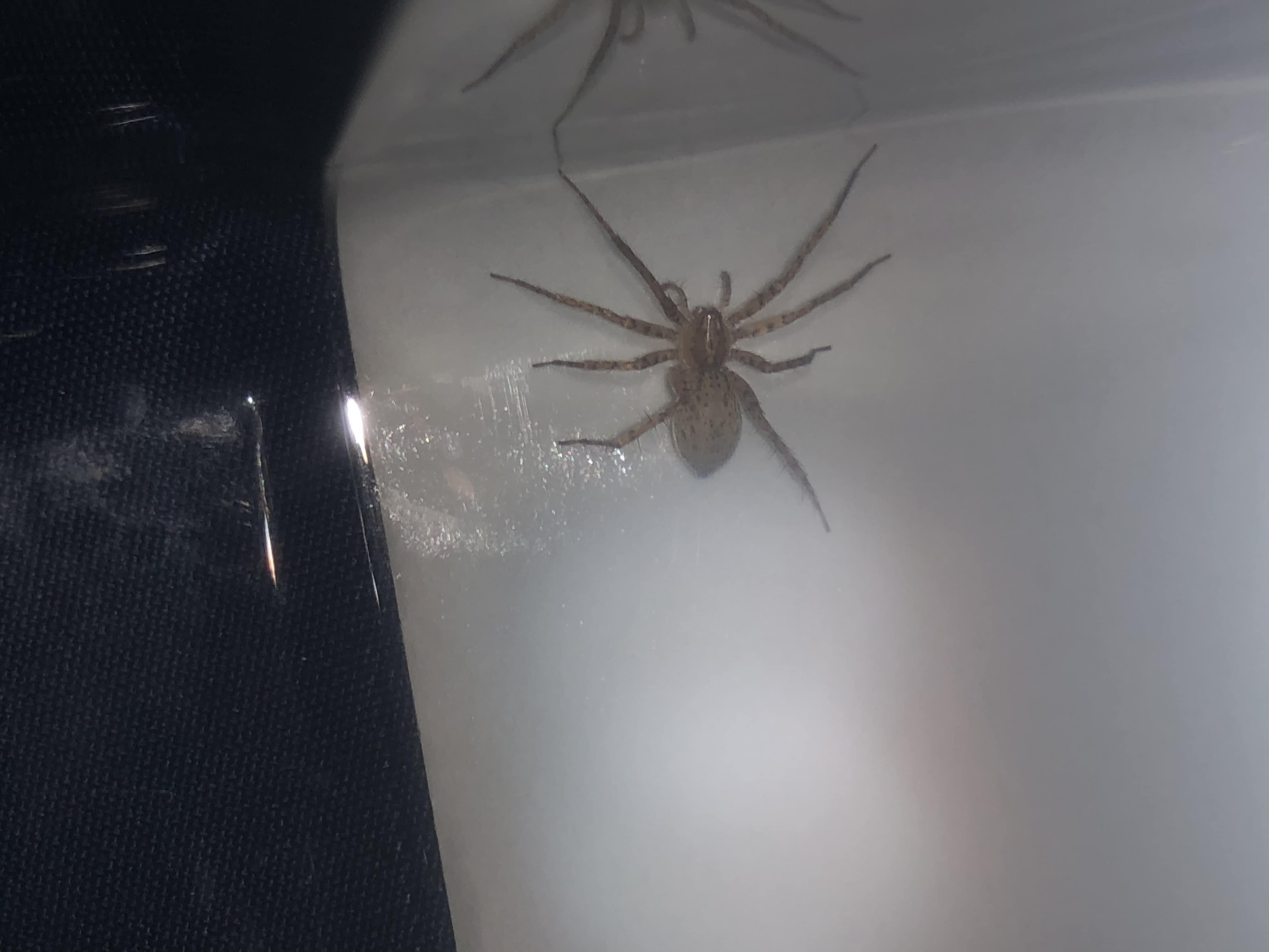 Picture of Anyphaenidae (Ghost Spiders) - Dorsal