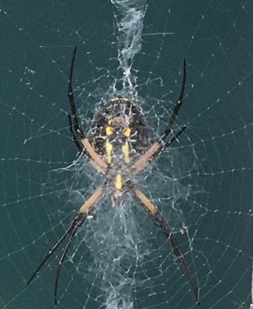 Picture of Argiope aurantia (Black and Yellow Garden Spider) - Ventral,Webs
