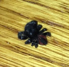 Picture of Phidippus johnsoni (Johnson Jumping Spider) - Dorsal