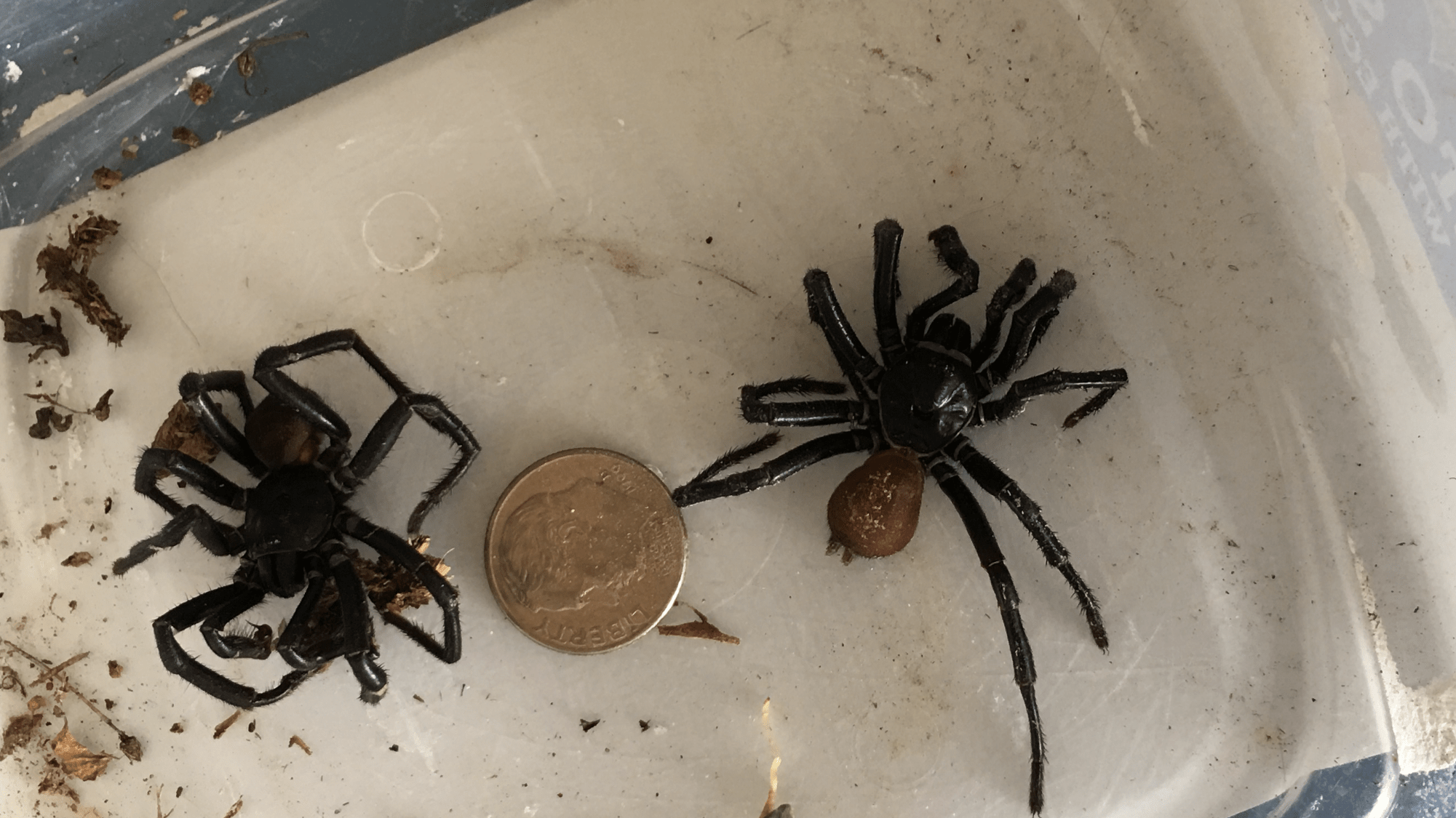 Picture of Bothriocyrtum californicum (California Trapdoor Spider) - Male - Dorsal