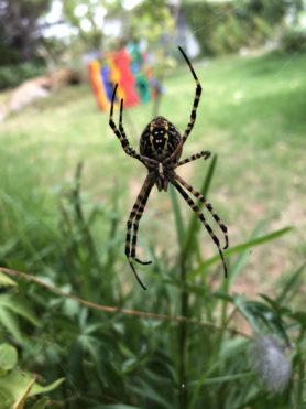 Picture of Argiope trifasciata (Banded Garden Spider) - Female - Ventral,Webs