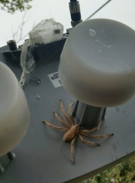 Picture of Olios giganteus (Giant Crab Spider) - Dorsal,Webs