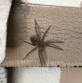 Picture of Dolomedes scriptus (Striped Fishing Spider) - Dorsal